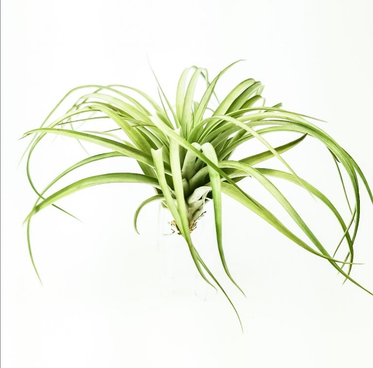 Airplant - Tillandsia Capitata XL op transparante houder