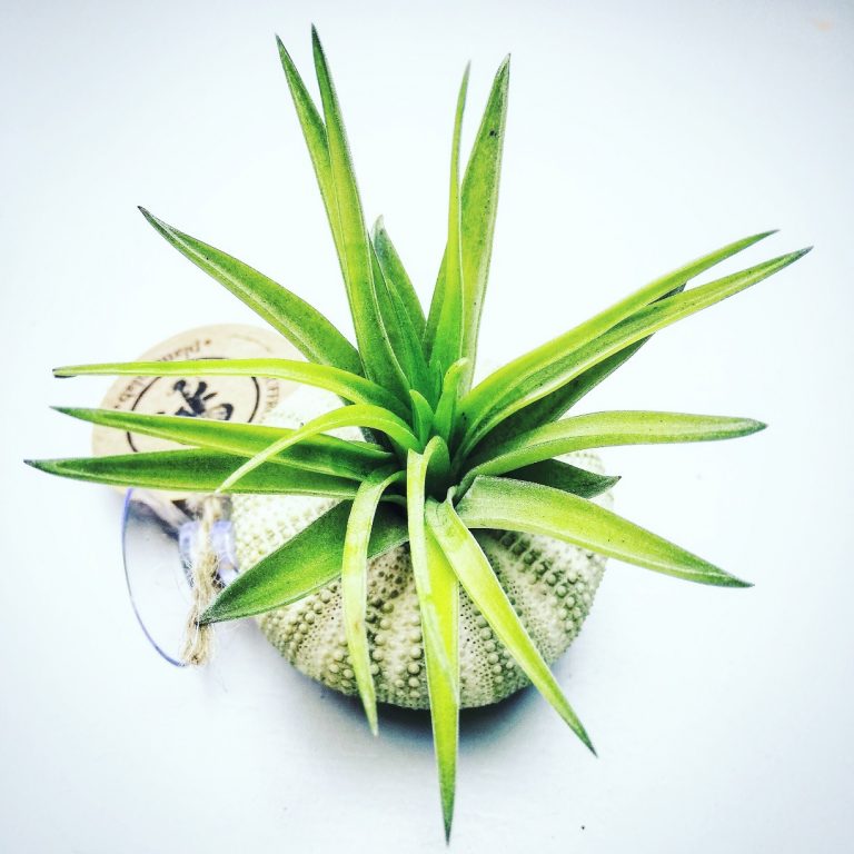 Airplant - Tillandsia Multiflora met zuignap - Naturel Groen
