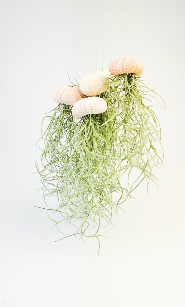 Airplant - Mini - Afbeelding 2