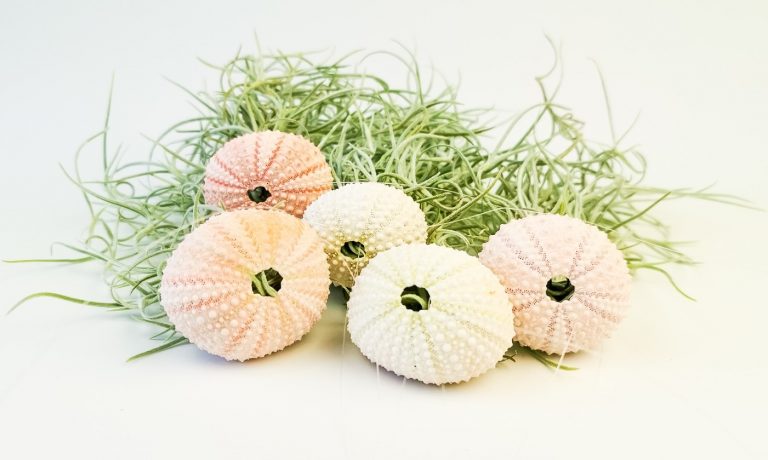 Airplant - Mini